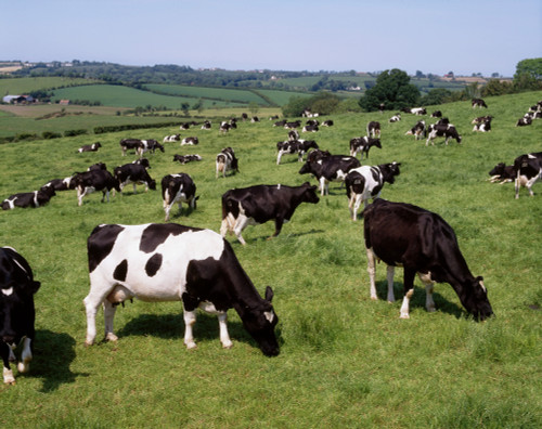 Ireland; Friesian Cattle PosterPrint - Item # VARDPI1815742