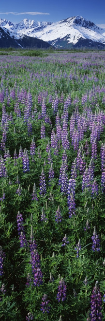Lupine flowers in bloom, Turnagain Arm, Alaska, USA Poster Print