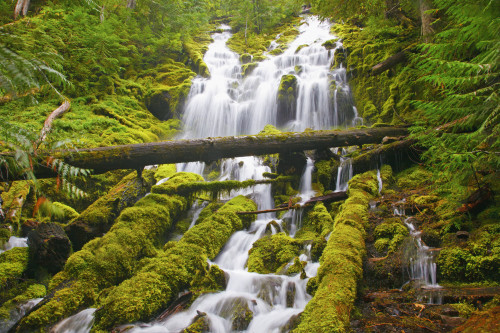 Proxy Falls In Willamette National Forest; Oregon, United States of America PosterPrint - Item # VARDPI1998562