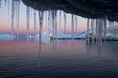 Antarctica, Petermann Island, Icicles hang from melting iceberg near Lemaire Channel at sunset on summer evening PosterPrint - Item # VARDPI2429426