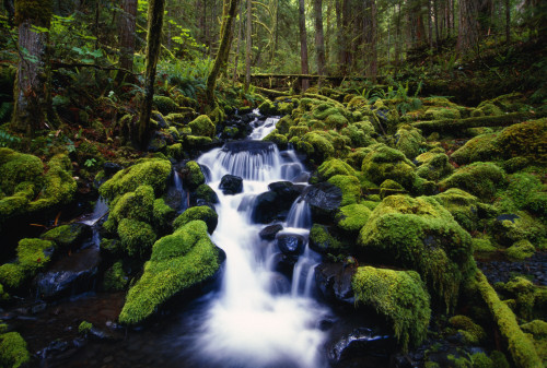 Moss-Covered Rocks In Creek With Small Waterfall, Olympic National Park, Washington, Usa PosterPrint - Item # VARDPI1783856