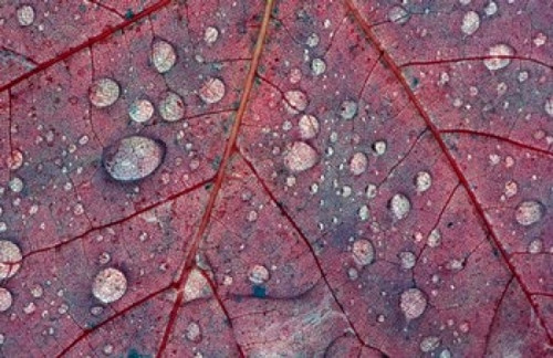 Water Droplets on Maple Leaf Poster Print by Panoramic Images (19 x 12) - Item # PPI102279