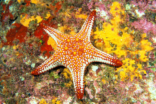 Mexico, Gulf sea star (Pentaceraster cumingi) on colorful coral PosterPrint - Item # VARDPI2087200