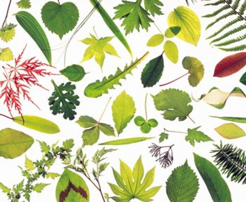 Various Leaves on White Background Poster Print by Panoramic Images (24 x 20) - Item # PPI126820