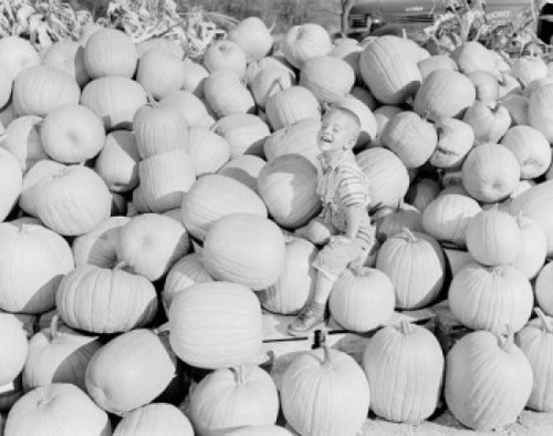 USA  Boy sitting on pumpkin harvest Poster Print - Item # VARSAL255424570