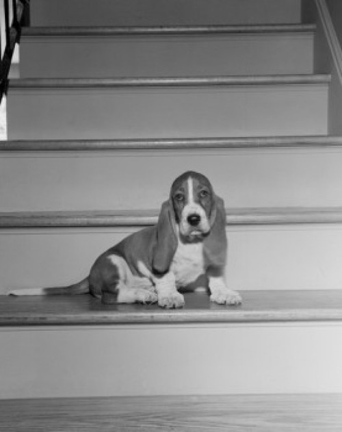Bassett Hound on staircase Poster Print - Item # VARSAL255423763