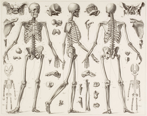 Skeleton Of A Fully Grown Human, After A 19Th Century Print. PosterPrint - Item # VARDPI1904444