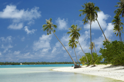 French Polynesia, Tahiti, Lagoon Beach With Palms Trees and Blue Sky; Maupiti PosterPrint - Item # VARDPI1977233