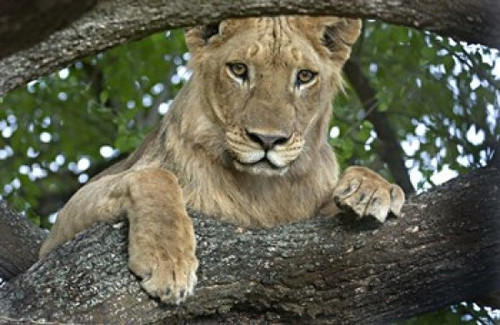 Close-up of a lion  Lake Manyara  Arusha Region  Tanzania (Panthera leo) Poster Print by Panoramic Images (16 x 11) - Item # PPI95857