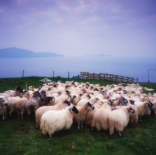 Herding Sheep, Inishtooskert, Blasket Islands,Co Kerry, Ireland PosterPrint - Item # VARDPI1814604