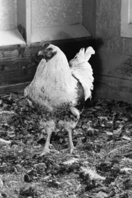 Chicken standing in henhouse Poster Print