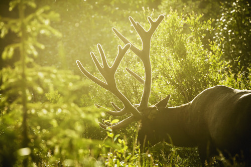 An elk (cervus canadensis) with large antlers grazing in warm evening light, jasper national park;Alberta, canada PosterPrint - Item # VARDPI2323077