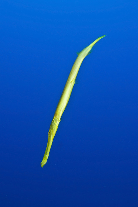 Yellow trumpetfish, Easter Island, Chile Poster Print - Item # VARPSTMME400221U