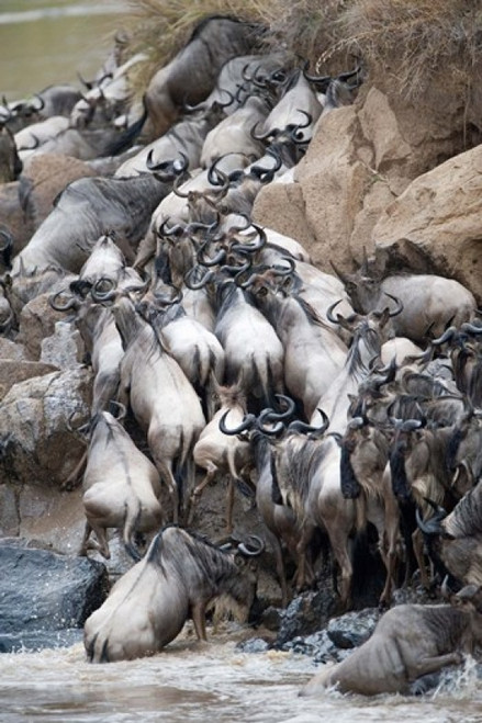 Herd of wildebeests crossing a river  Mara River  Masai Mara National Reserve  Kenya Poster Print by Panoramic Images (24 x 36) - Item # PPI119301