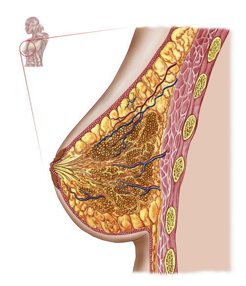 Anatomy of the female breast Poster Print - Item # VARPSTSTK700203H -  Posterazzi