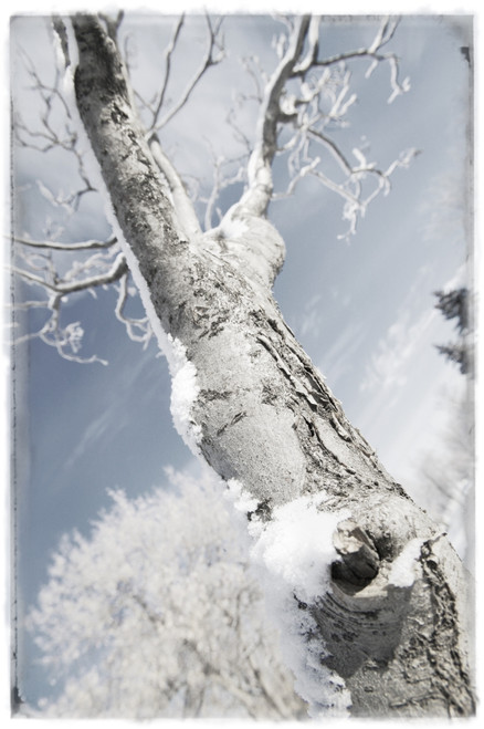 A Tree PosterPrint - Item # VARDPI1765500