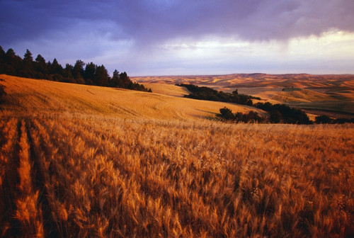 Sunset Over Wheat Field On Steptoe Butte PosterPrint - Item # VARDPI1784667