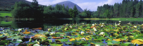 Silent Valley, Mourne Mountains, Ireland; Water Lilies With Mountain In The Background PosterPrint - Item # VARDPI1804265