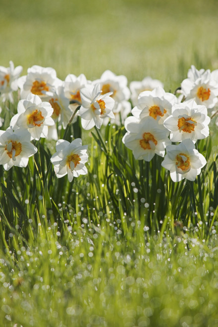 Daffodils In The Dew Covered Grass; Thunder Bay, Ontario, Canada PosterPrint - Item # VARDPI1963207