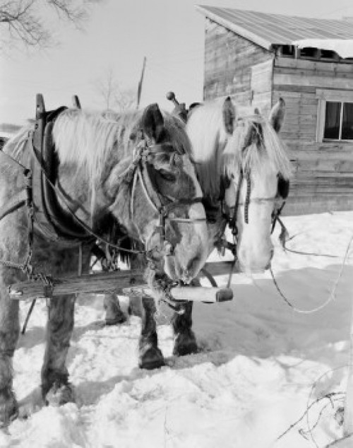 USA  Vermont  Graniteville  horses in snow Poster Print - Item # VARSAL255423173