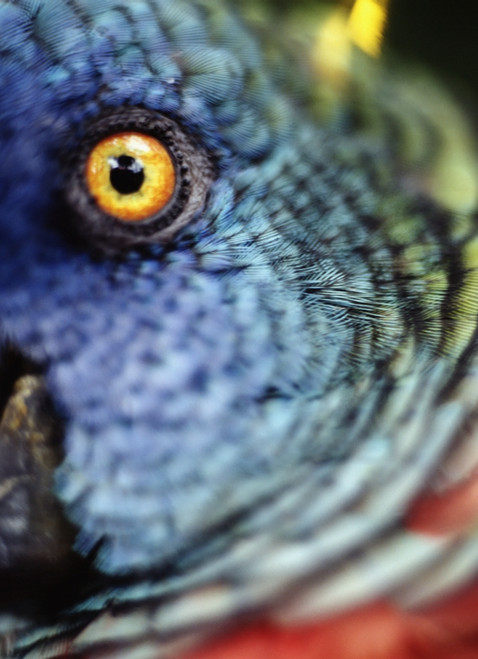 Parrot, Close Up PosterPrint - Item # VARDPI1886201