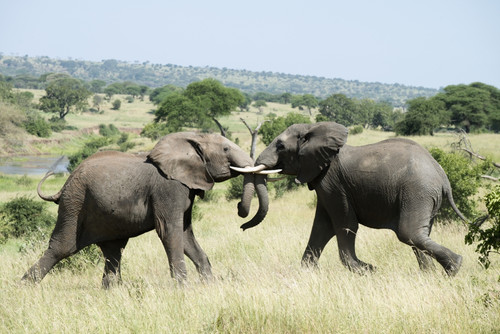 Elephants sparring in Tarangire National Park; Tanzania PosterPrint - Item # VARDPI12273598