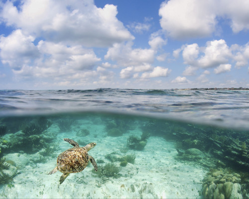Hawaii, Green Sea Turtle (Chelonia Mydas) An Endangered Species. PosterPrint - Item # VARDPI1975185