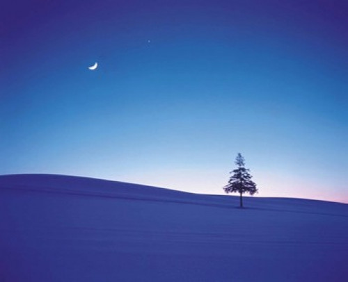 Moon in Sky and Single Tree Poster Print by Panoramic Images (24 x 20) - Item # PPI137065