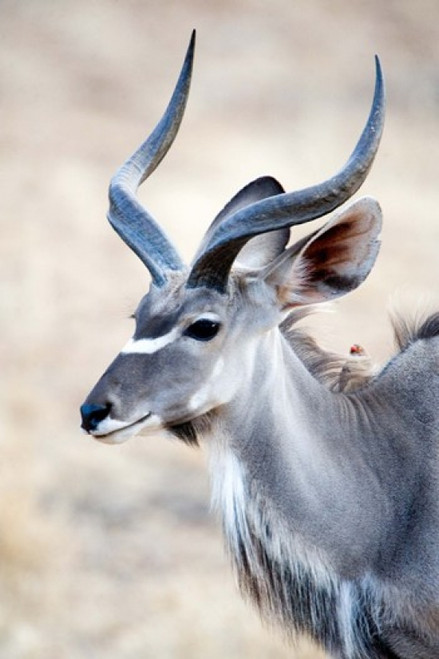 Greater Kudu (Tragelaphus strepsiceros) in a forest  Samburu National Park  Rift Valley Province  Kenya Poster Print by Panoramic Images (24 x 36) - Item # PPI119251