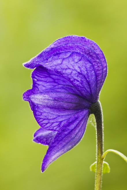 Closeup Of Monkshood In Archangel Valley At Hatcher Pass, Talkeetna Mountains, Southcentral Alaska, Summer PosterPrint - Item # VARDPI2138943