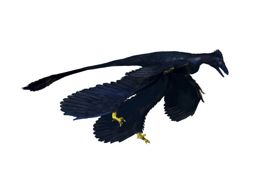 Microraptor dinosaur, white background Poster Print - Item # VARPSTNBT600125P