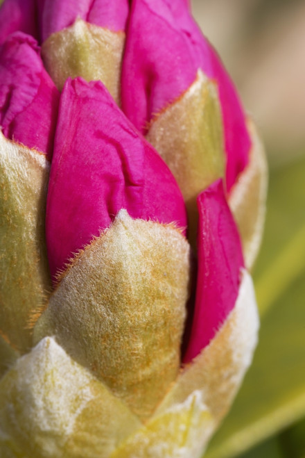 Closeup of rhododendron flower bud, Kodiak, Alaska, spring PosterPrint - Item # VARDPI12288200