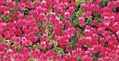 Red Azalea flowers, Sacramento, California, USA Poster Print - Item # VARPPI31546 Red Azalea flowers, Sacramento, California, USA Poster Print - Item # VARPPI31546