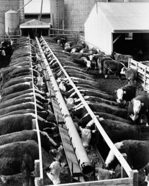 High angle view of a herd of cows feeding in a dairy farm Poster Print - Item # VARSAL25529955
