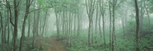 Forest Niigata Martsunoyama-cho  Japan Poster Print by Panoramic Images (37 x 12) - Item # PPI43753