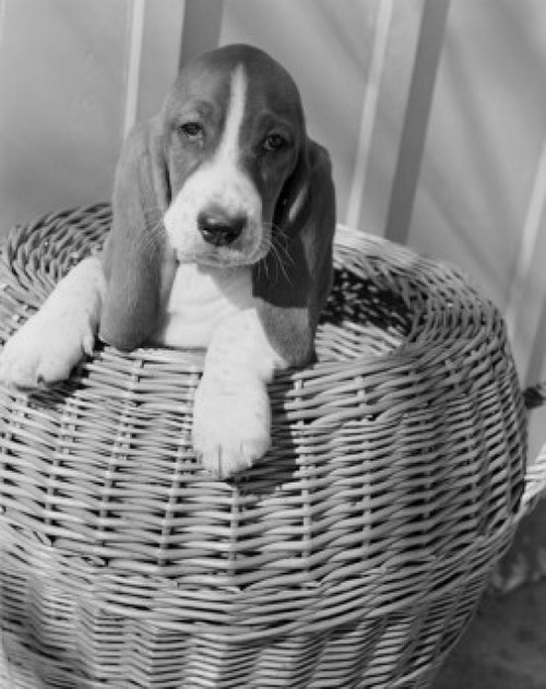 Bassett Hound pup portrait Poster Print - Item # VARSAL255423751