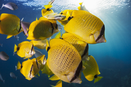 Schooling milletseed butterflyfish (Chaetodon miliaris), endemic; Hawaii, United States of America PosterPrint - Item # VARDPI12304333