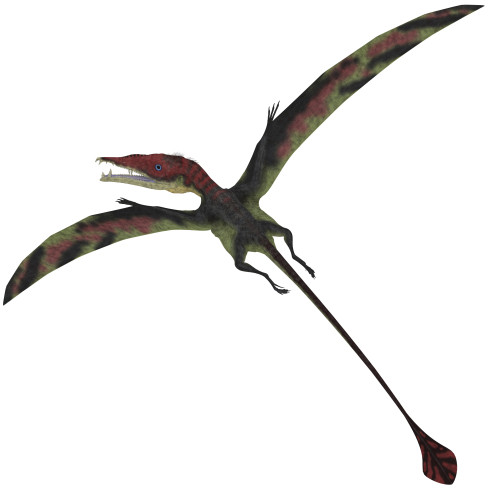 Eudimorphodon, a pterosuar from the Late Triassic Period with a diamond shaped tail Poster Print - Item # VARPSTCFR200189P
