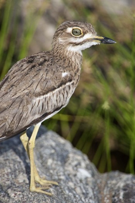 Close-up of a Water Thick-Knee (Burhinus vermiculatus) bird on a rock  Tarangire National Park  Tanzania Poster Print by Panoramic Images (16 x 24) - Item # PPI119550