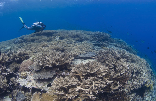 Masses of staghorn coral, Fathers reef, Kimbe Bay, Papua New Guinea Poster Print - Item # VARPSTSJN400197U