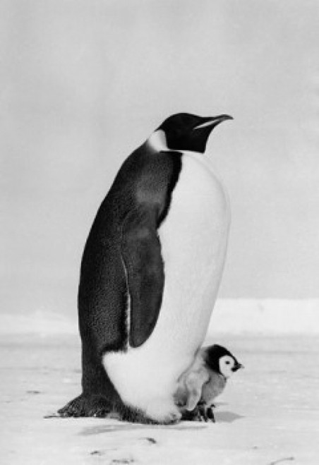 Emperor Penguin with its chick on snow Poster Print - Item # VARSAL9901406 Emperor Penguin with its chick on snow Poster Print - Item # VARSAL9901406