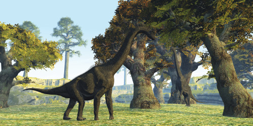 Two Brachiosaurus dinosaurs walk among large trees in the prehistoric era Poster Print