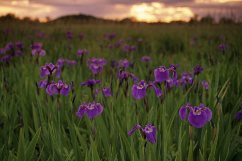 Wild Iris Blooms On Palmer Hayflats @ Sunset Sc Ak Summer Mat-Su Valley PosterPrint - Item # VARDPI2141060