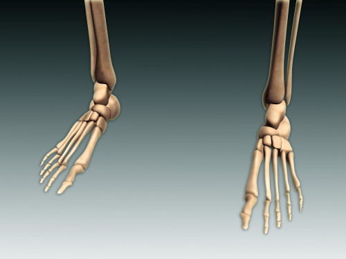 Conceptual image of bones in human legs and feet Poster Print