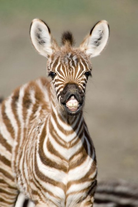 Close-up of a Burchell's zebra foal (Equus burchelli)  Ngorongoro Crater  Ngorongoro  Tanzania Poster Print by Panoramic Images (16 x 24) - Item # PPI119271