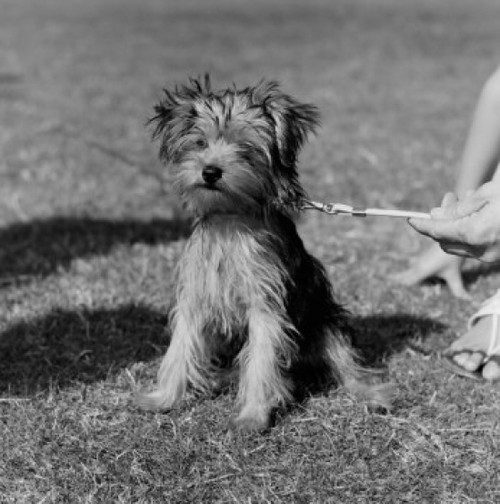 Terrier with owner on grass Poster Print - Item # VARSAL255424237