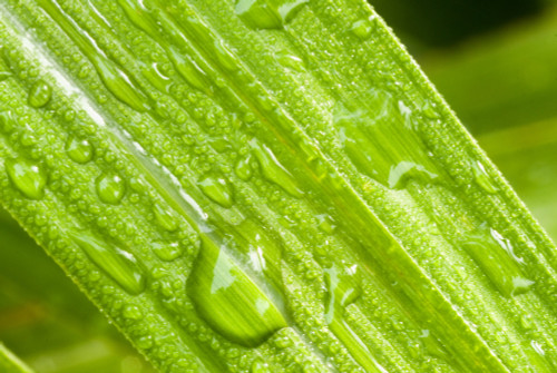 Usa, New Jersey, Close up of plant detail PosterPrint - Item # VARDPI2087086