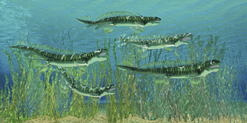 Orthacanthus was a freshwater shark that thrived in the Devonian Period Poster Print - Item # VARPSTCFR200244P