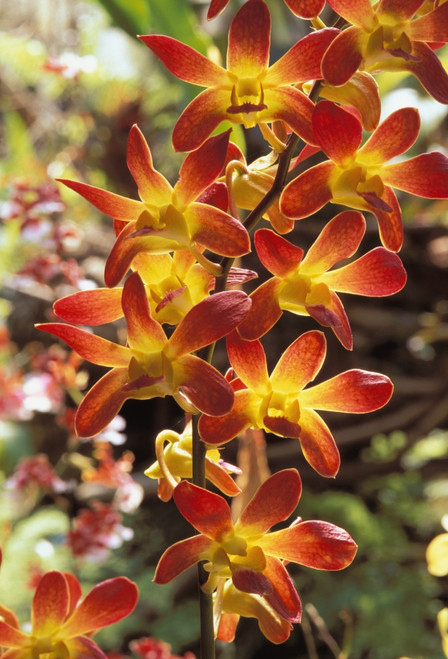 Close-Up Of Red And Yellow Dendrobium Orchids On Plant, Outdoors With Soft Focus Background PosterPrint - Item # VARDPI1990659