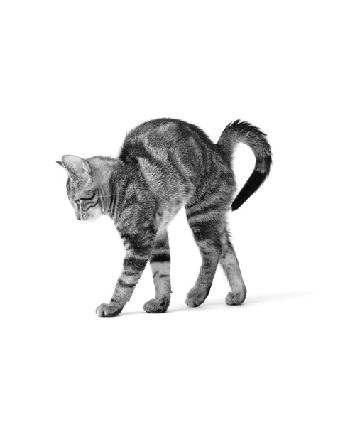 1960s Side View Of Kitten Stretching Out With Arched Back Poster Print By Vintage Collection (32 X 36) - Item # PPI186175LARGE